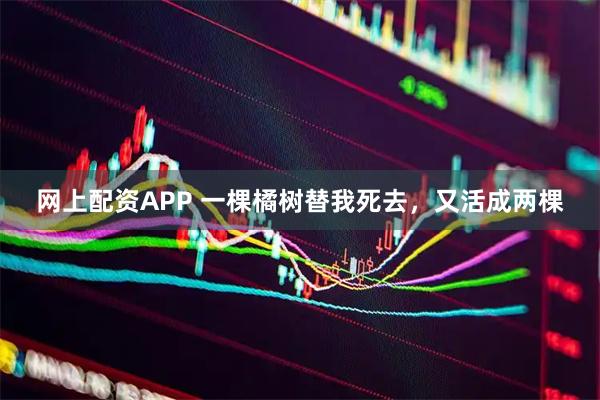 网上配资APP 一棵橘树替我死去，又活成两棵